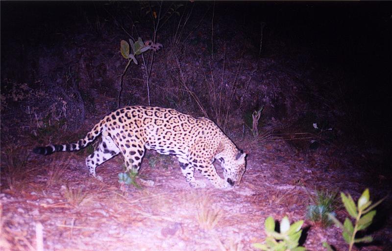Mexico jaguar